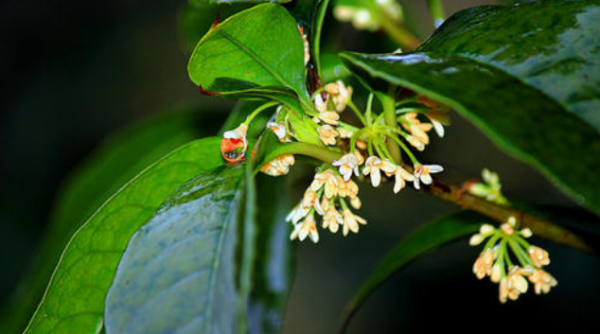 桂花开花时间什么季节