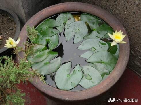 睡莲什么时候种植最好_https://www.86362.com_花卉_第2张