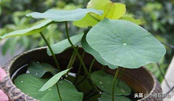 睡莲什么时候种植最好_https://www.86362.com_花卉_第9张