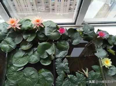 睡莲什么时候种植最好_https://www.86362.com_花卉_第11张