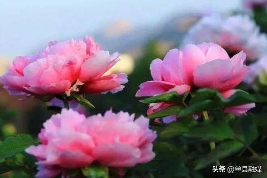 牡丹花花语是什么_https://www.86362.com_花语_第1张