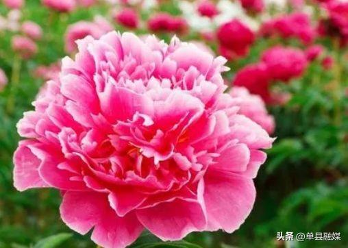 牡丹花花语是什么_https://www.86362.com_花语_第2张