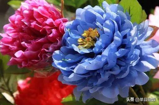 牡丹花花语是什么_https://www.86362.com_花语_第3张