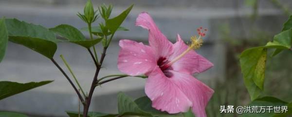 朱槿花的花语和寓意