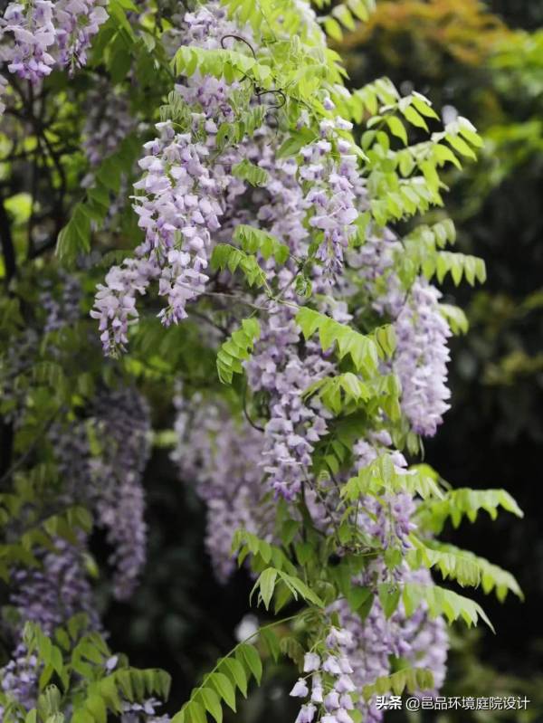 藤蔓植物花卉有哪些_https://www.86362.com_花卉_第6张