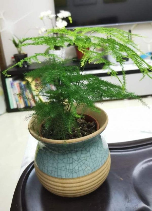 办公室喜阴的绿植有哪些_https://www.86362.com_花卉_第2张