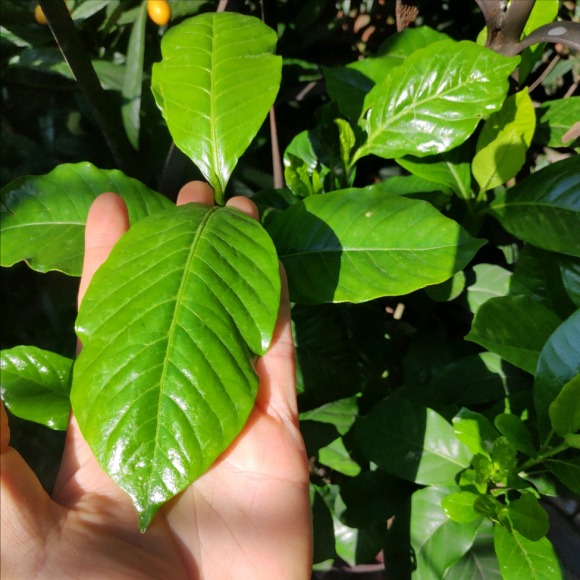 栀子花开什么季节_https://www.86362.com_花卉_第5张