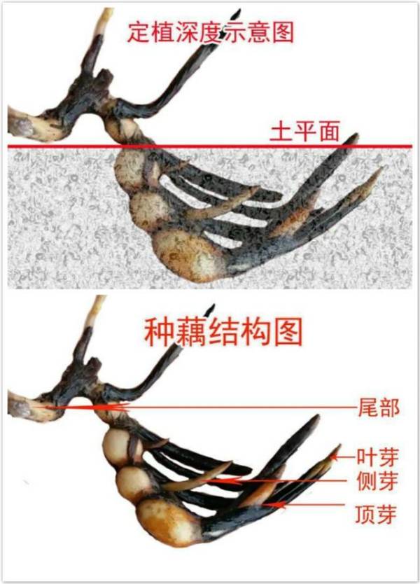 碗莲种藕怎样种植_https://www.86362.com_花卉_第2张