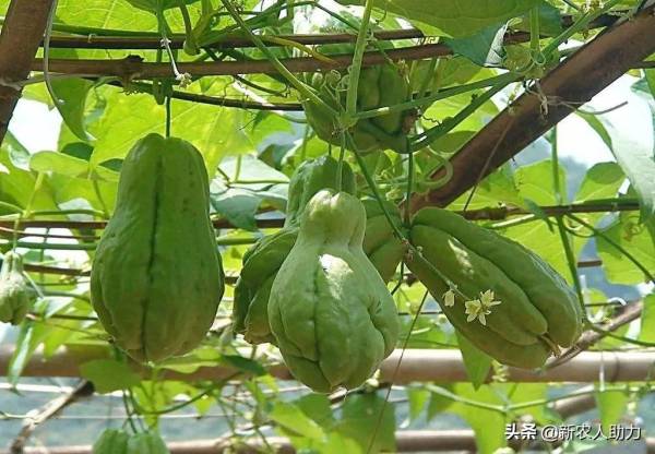 佛手瓜几月份种植最好_https://www.86362.com_花卉_第3张