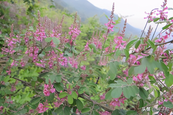 多花木兰种子怎么种_https://www.86362.com_花卉_第1张