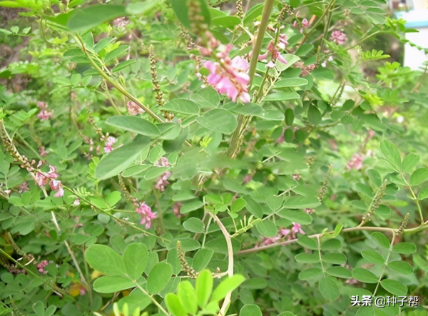 多花木兰种子怎么种_https://www.86362.com_花卉_第2张