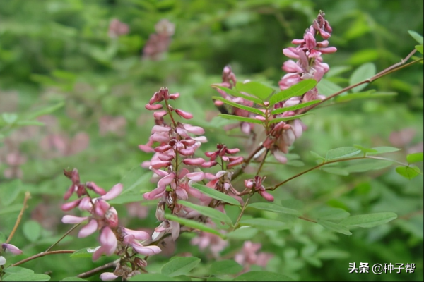 多花木兰种子怎么种_https://www.86362.com_花卉_第3张