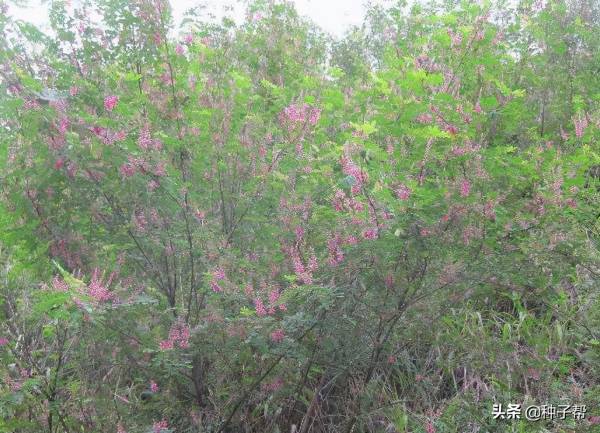 多花木兰种子怎么种_https://www.86362.com_花卉_第4张