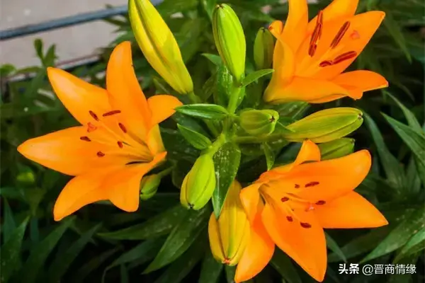 百合花几朵代表什么意思_https://www.86362.com_花语_第2张