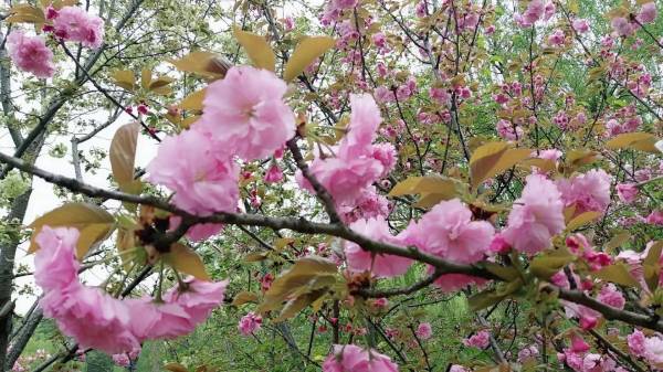 樱花的花语是什么_https://www.86362.com_花语_第2张