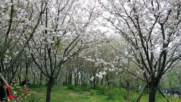 樱花的花语是什么_https://www.86362.com_花语_第5张