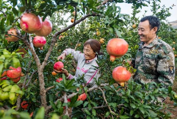 石榴树苗怎么培植_https://www.86362.com_花卉_第7张