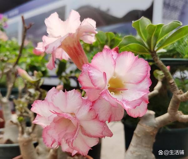 沙漠玫瑰怎么种植养护_https://www.86362.com_花卉_第4张