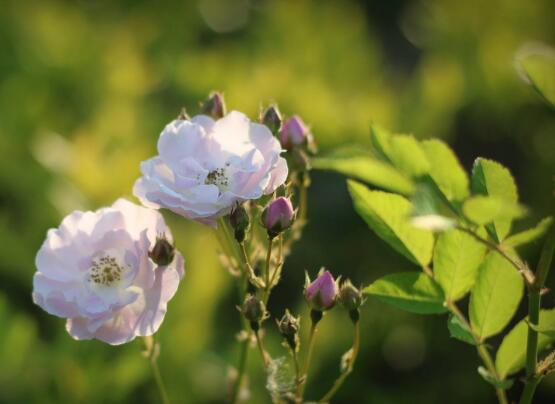 野蔷薇的花语与寓意是什么_https://www.86362.com_花语_第3张