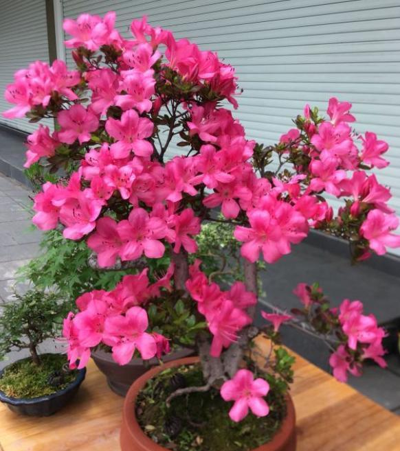 杜鹃花怎样养殖_https://www.86362.com_花卉_第5张