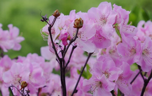 杜鹃花盆景怎么养_https://www.86362.com_花卉_第6张