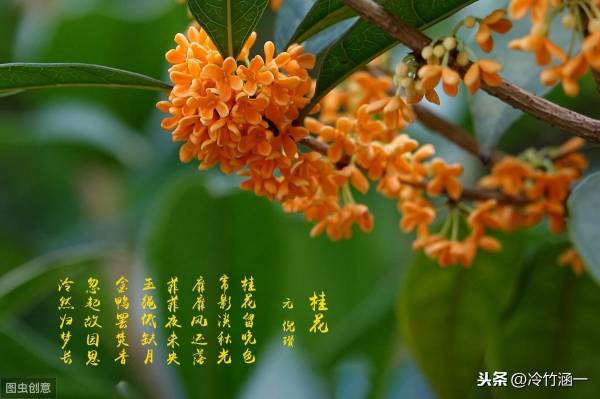 什么花开在秋天_https://www.86362.com_花卉_第1张