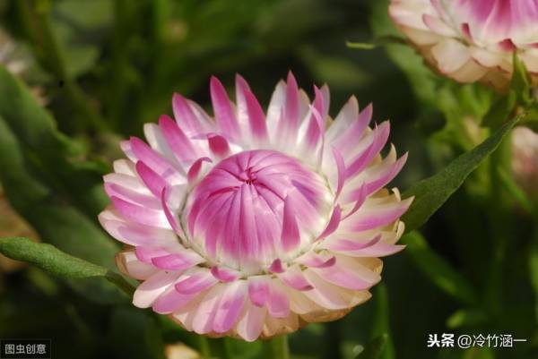 什么花开在秋天_https://www.86362.com_花卉_第2张