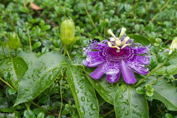 西番莲怎么种植_https://www.86362.com_花卉_第1张