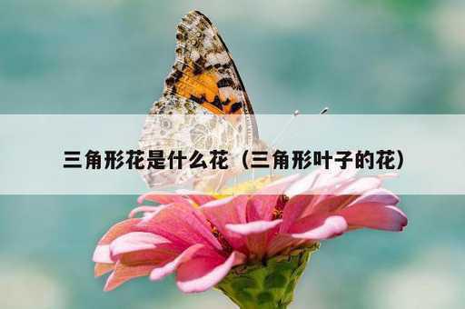 三角形花是什么花？三角形叶子的花_https://www.86362.com_资讯_第1张