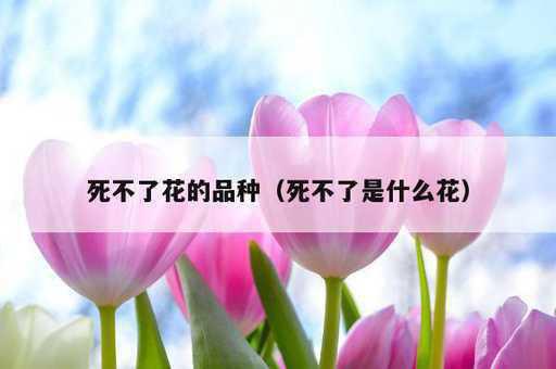 死不了花的品种？死不了是什么花_https://www.86362.com_资讯_第1张