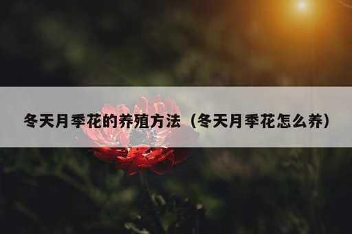 冬天月季花的养殖方法？冬天月季花怎么养_https://www.86362.com_资讯_第1张