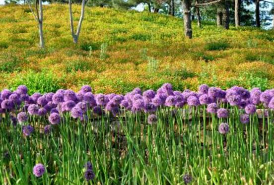 风信子花语和寓意_https://www.86362.com_花语_第1张