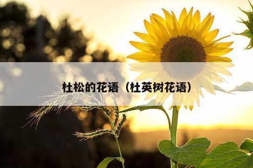 杜松的花语？杜英树花语_https://www.86362.com_资讯_第1张