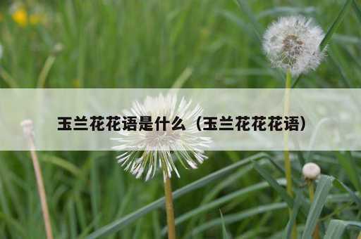 玉兰花花语是什么？玉兰花花花语_https://www.86362.com_资讯_第1张