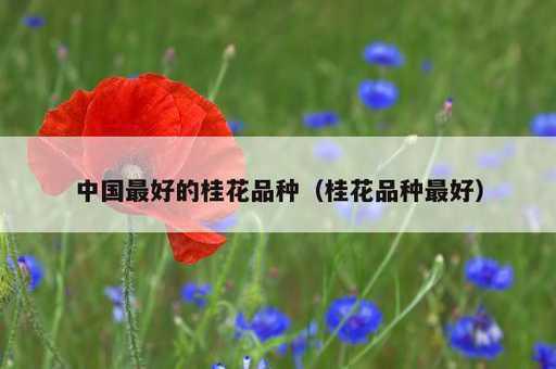 中国最好的桂花品种？桂花品种最好