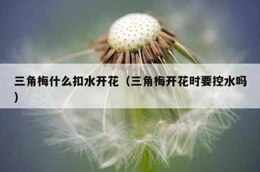 三角梅什么扣水开花？三角梅开花时要控水吗_https://www.86362.com_资讯_第1张