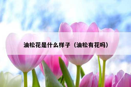 油松花是什么样子？油松有花吗_https://www.86362.com_资讯_第1张