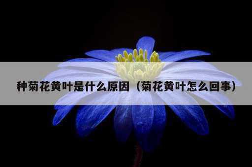 种菊花黄叶是什么原因？菊花黄叶怎么回事_https://www.86362.com_资讯_第1张