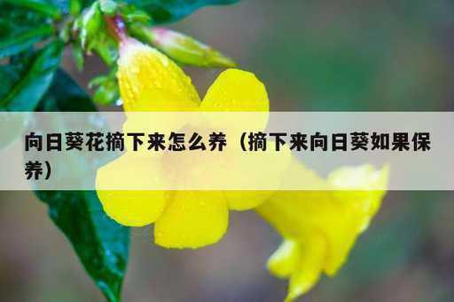 向日葵花摘下来怎么养？摘下来向日葵如果保养_https://www.86362.com_资讯_第1张