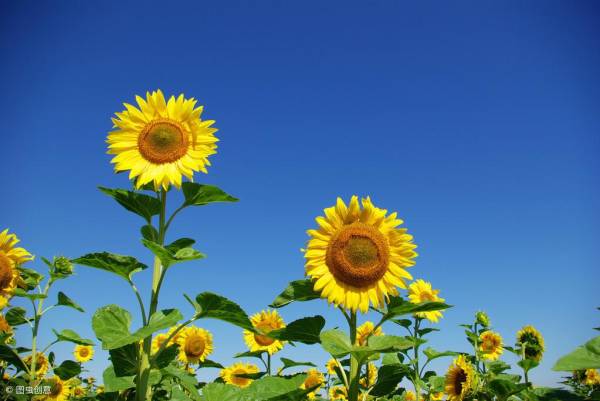 向日葵什么季节种植最好_https://www.86362.com_花卉_第2张