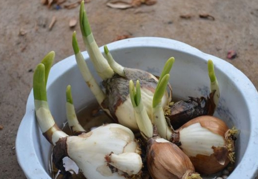 水仙花怎么盆栽_https://www.86362.com_花卉_第2张