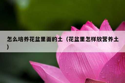 怎么培养花盆里面的土？花盆里怎样放营养土_https://www.86362.com_资讯_第1张