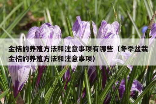 金桔的养殖方法和注意事项有哪些？冬季盆栽金桔的养殖方法和注意事项_https://www.86362.com_资讯_第1张