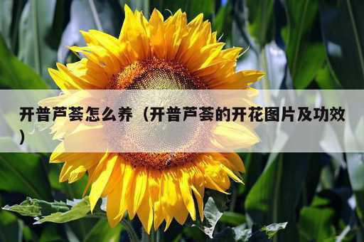 开普芦荟怎么养？开普芦荟的开花图片及功效_https://www.86362.com_资讯_第1张