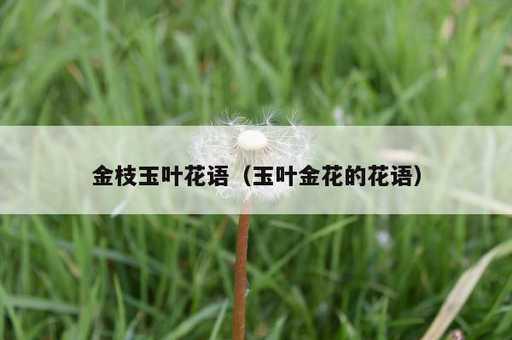 金枝玉叶花语？玉叶金花的花语_https://www.86362.com_资讯_第1张