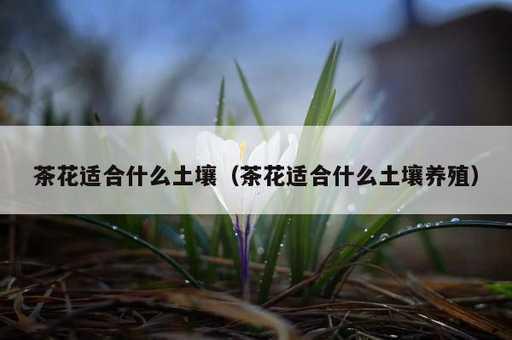 茶花适合什么土壤？茶花适合什么土壤养殖_https://www.86362.com_资讯_第1张