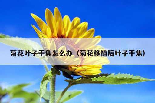 菊花叶子干焦怎么办？菊花移植后叶子干焦_https://www.86362.com_资讯_第1张