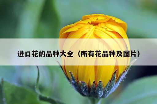 进口花的品种大全？所有花品种及图片_https://www.86362.com_资讯_第1张