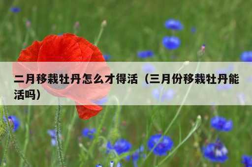 二月移栽牡丹怎么才得活？三月份移栽牡丹能活吗_https://www.86362.com_资讯_第1张