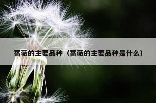 蔷薇的主要品种？蔷薇的主要品种是什么_https://www.86362.com_资讯_第1张